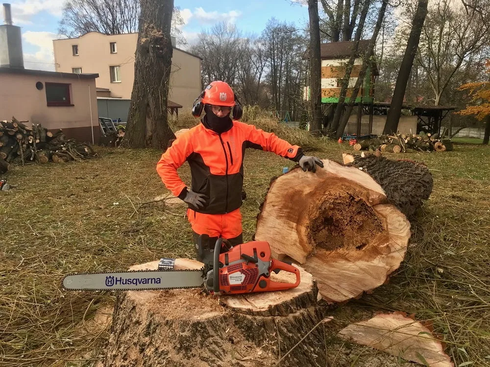 wycinka przez pilarza po wycince spróchniałego drzewa